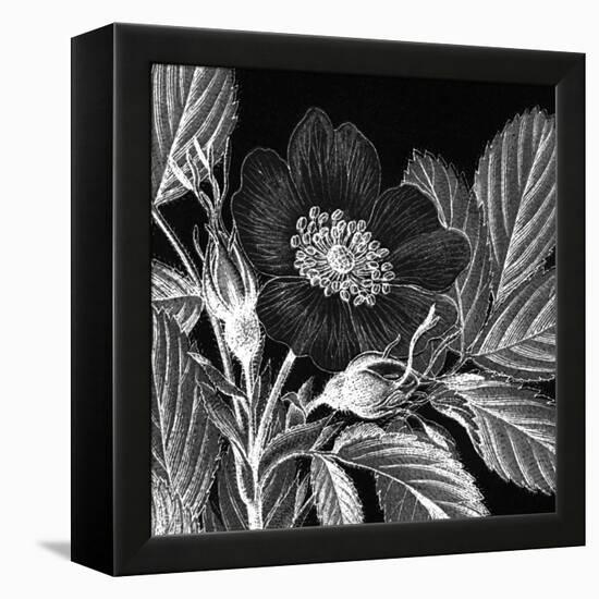 Rosa Pomifera-Thea Schrack-Framed Premier Image Canvas