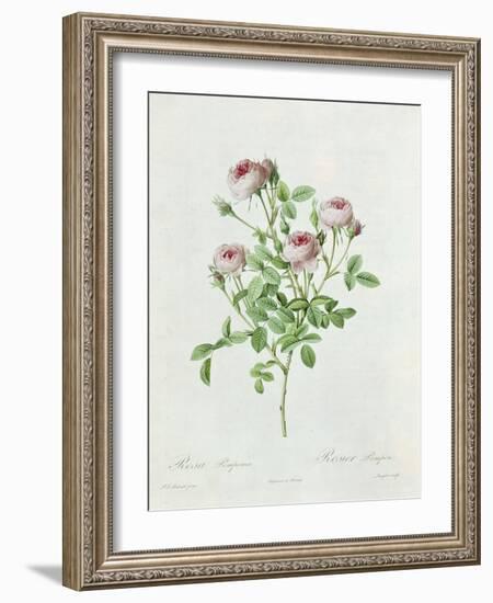 Rosa Pomponia, from Les Roses by Claude Antoine Thory-Henri Joseph Redouté-Framed Giclee Print