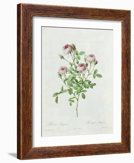 Rosa Pomponia, from Les Roses by Claude Antoine Thory-Henri Joseph Redouté-Framed Giclee Print
