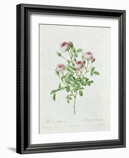 Rosa Pomponia, from Les Roses by Claude Antoine Thory-Henri Joseph Redouté-Framed Giclee Print