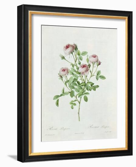 Rosa Pomponia, from Les Roses by Claude Antoine Thory-Henri Joseph Redouté-Framed Giclee Print