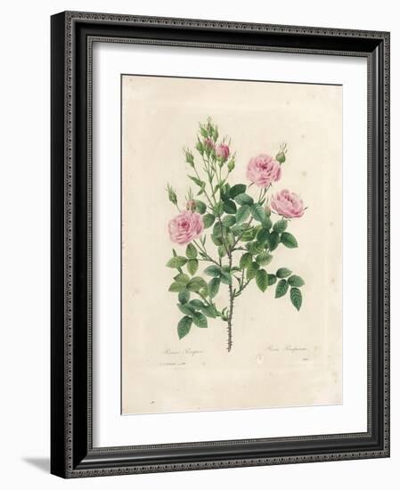 Rosa Pomponia-Pierre-Joseph Redouté-Framed Giclee Print
