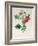 Rosa Rapa-Pierre Petit-Framed Giclee Print