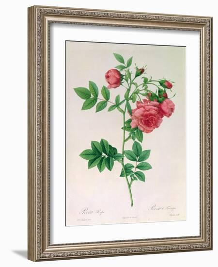 Rosa Rapa-Pierre Petit-Framed Giclee Print