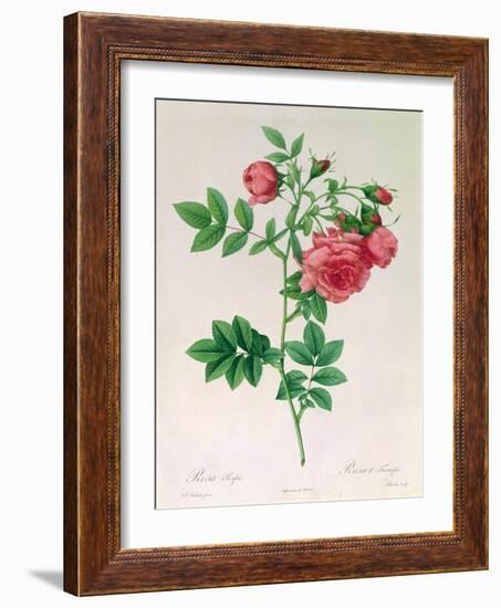 Rosa Rapa-Pierre Petit-Framed Giclee Print