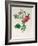 Rosa Rapa-Pierre Petit-Framed Giclee Print