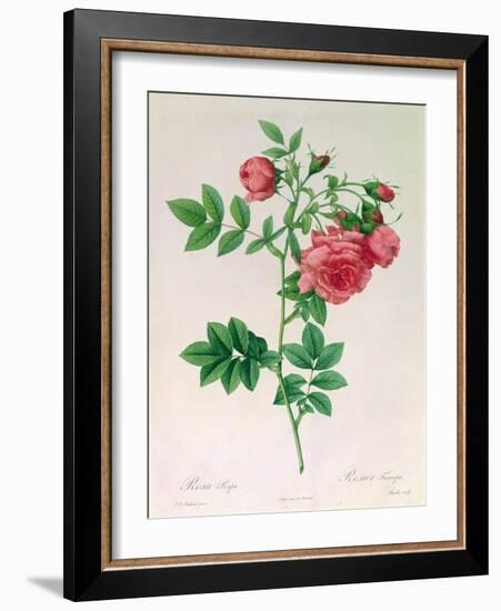 Rosa Rapa-Pierre Petit-Framed Giclee Print