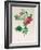 Rosa Rapa-Pierre Petit-Framed Giclee Print