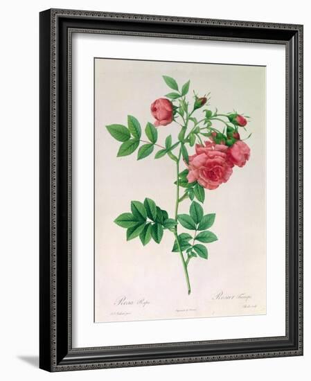 Rosa Rapa-Pierre Petit-Framed Giclee Print