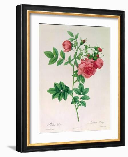 Rosa Rapa-Pierre Petit-Framed Giclee Print