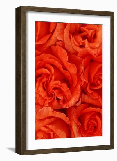 Rosa Sally-Den Reader-Framed Photographic Print