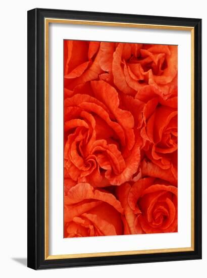 Rosa Sally-Den Reader-Framed Photographic Print