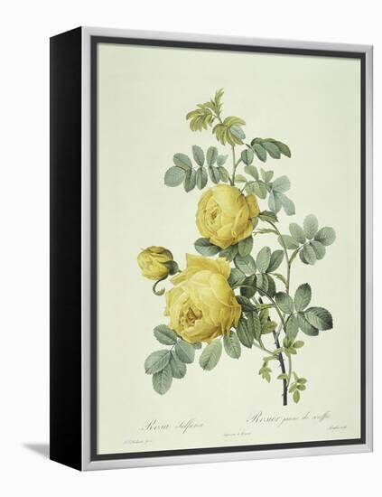 Rosa Sulfurea-Pierre-Joseph Redouté-Framed Premier Image Canvas