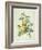 Rosa Sulfurea-Pierre-Joseph Redouté-Framed Giclee Print