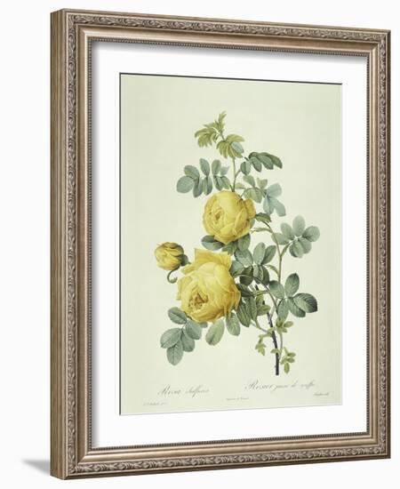 Rosa Sulfurea-Pierre-Joseph Redouté-Framed Giclee Print