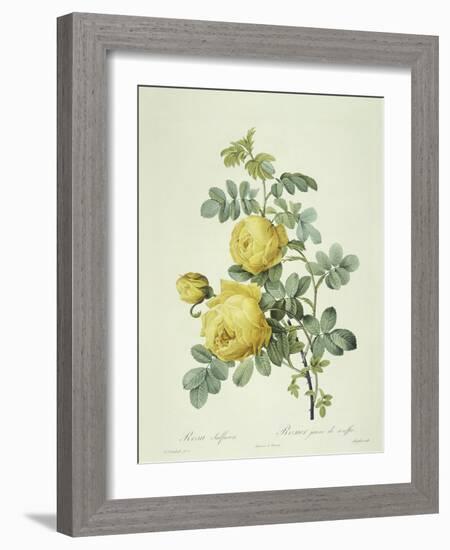 Rosa Sulfurea-Pierre-Joseph Redouté-Framed Giclee Print