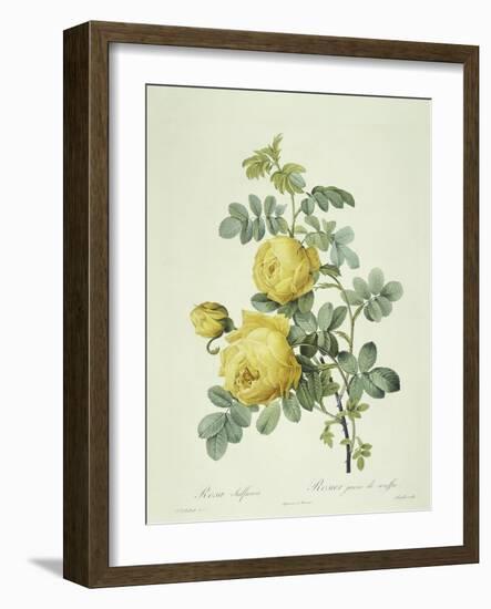 Rosa Sulfurea-Pierre-Joseph Redouté-Framed Giclee Print