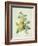 Rosa Sulfurea-Pierre-Joseph Redouté-Framed Giclee Print