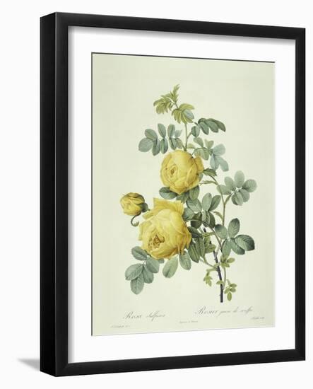 Rosa Sulfurea-Pierre-Joseph Redouté-Framed Giclee Print