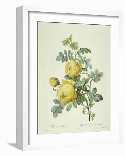 Rosa Sulfurea-Pierre-Joseph Redouté-Framed Giclee Print