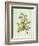 Rosa Sulfurea-Pierre-Joseph Redouté-Framed Giclee Print