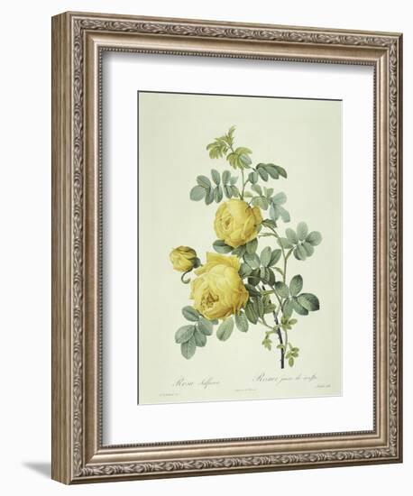 Rosa Sulfurea-Pierre-Joseph Redouté-Framed Giclee Print