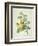 Rosa Sulfurea-Pierre-Joseph Redouté-Framed Giclee Print