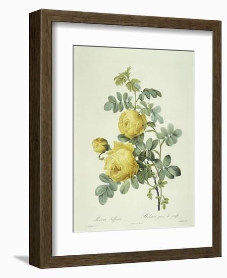 Rosa Sulfurea-Pierre-Joseph Redouté-Framed Giclee Print