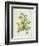 Rosa Sulfurea-Pierre-Joseph Redouté-Framed Giclee Print