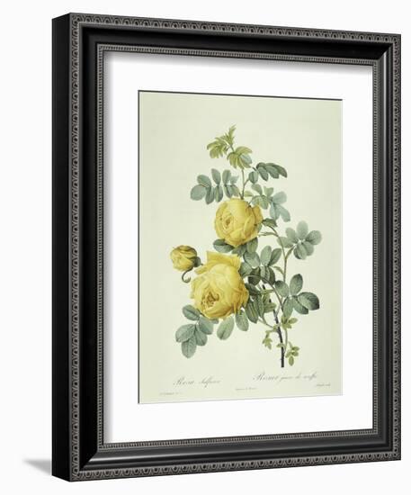 Rosa Sulfurea-Pierre-Joseph Redouté-Framed Giclee Print