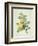 Rosa Sulfurea-Pierre-Joseph Redouté-Framed Giclee Print