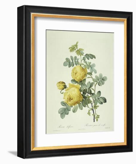 Rosa Sulfurea-Pierre-Joseph Redouté-Framed Giclee Print