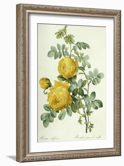 Rosa Sulfurea-Pierre-Joseph Redouté-Framed Giclee Print