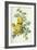 Rosa Sulfurea-Pierre-Joseph Redouté-Framed Giclee Print