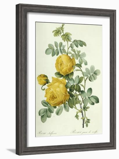 Rosa Sulfurea-Pierre-Joseph Redouté-Framed Giclee Print