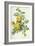 Rosa Sulfurea-Pierre-Joseph Redouté-Framed Giclee Print