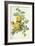 Rosa Sulfurea-Pierre-Joseph Redouté-Framed Giclee Print