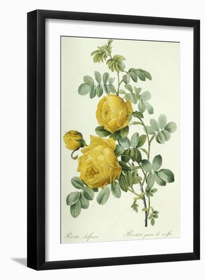 Rosa Sulfurea-Pierre-Joseph Redouté-Framed Giclee Print