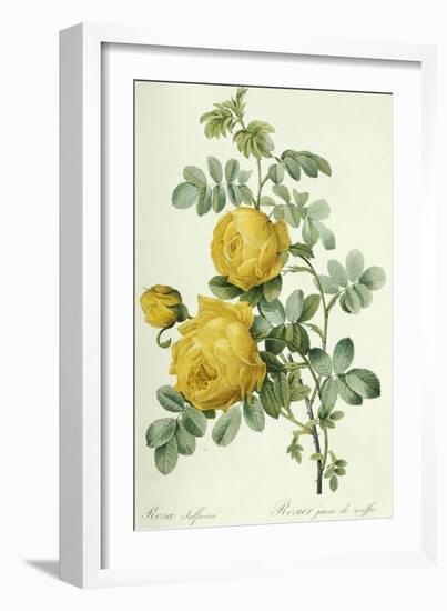 Rosa Sulfurea-Pierre-Joseph Redouté-Framed Giclee Print