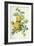 Rosa Sulfurea-Pierre-Joseph Redouté-Framed Giclee Print