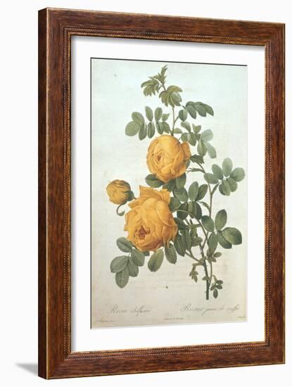 Rosa Sulfurea-Pierre-Joseph Redouté-Framed Giclee Print