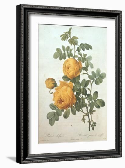 Rosa Sulfurea-Pierre-Joseph Redouté-Framed Giclee Print