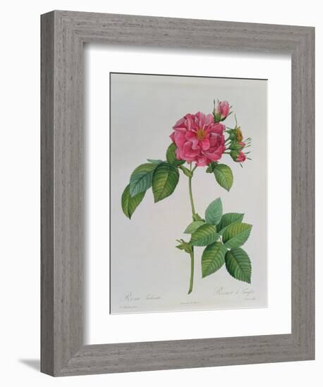 Rosa Turbinata, from Les Roses, Vol 1, 1817-Pierre-Joseph Redouté-Framed Giclee Print