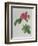 Rosa Turbinata, from Les Roses, Vol 1, 1817-Pierre-Joseph Redouté-Framed Giclee Print