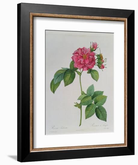 Rosa Turbinata, from Les Roses, Vol 1, 1817-Pierre-Joseph Redouté-Framed Giclee Print