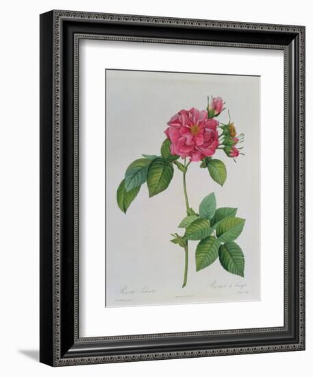 Rosa Turbinata, from Les Roses, Vol 1, 1817-Pierre-Joseph Redouté-Framed Giclee Print