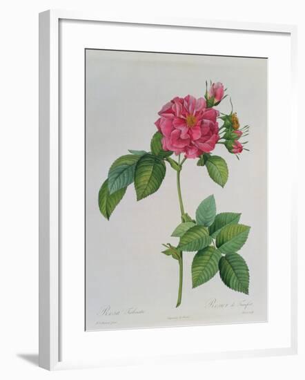 Rosa Turbinata, from Les Roses, Vol 1, 1817-Pierre-Joseph Redouté-Framed Giclee Print