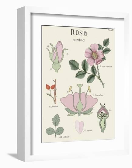 Rosa-Maria Mendez-Framed Art Print