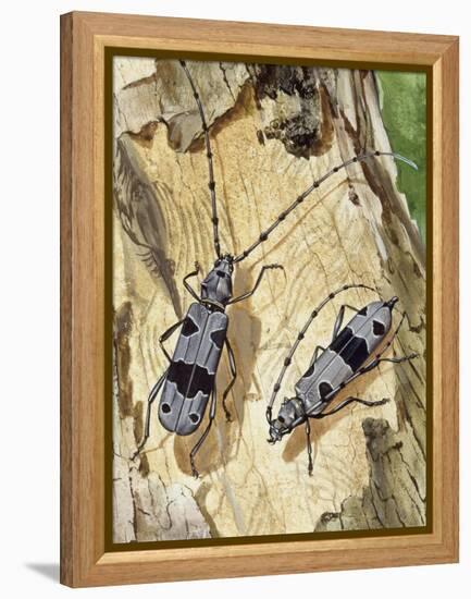 Rosalia Longicorn (Rosalia Alpina), Cerambycidae-null-Framed Premier Image Canvas