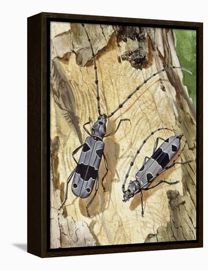 Rosalia Longicorn (Rosalia Alpina), Cerambycidae-null-Framed Premier Image Canvas